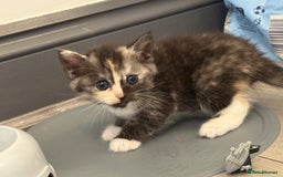 Persian cats for sale: Persian kittens  - Image 27