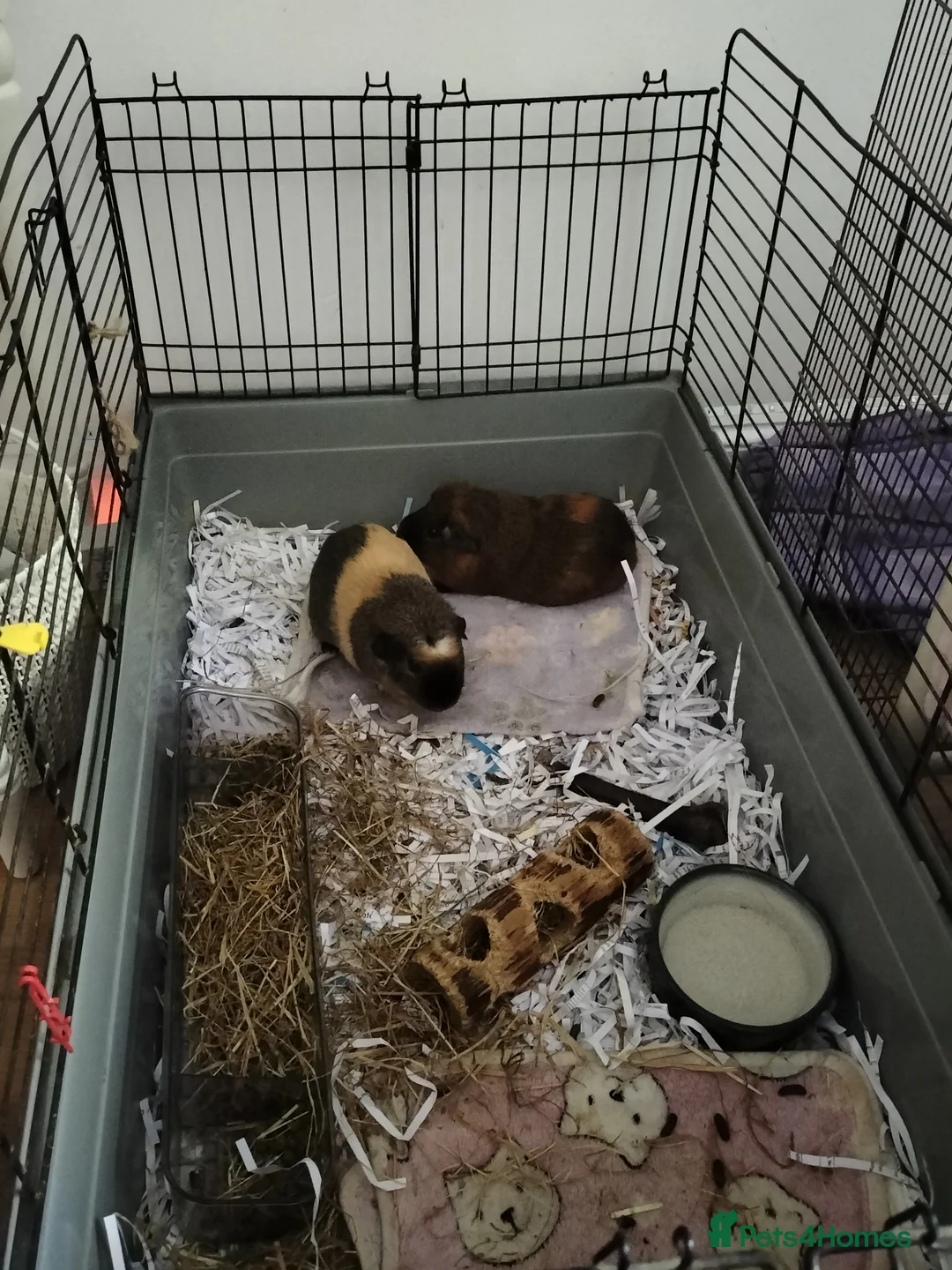 Guinea Pig rodents for sale: 2 male guinnea pigs in need of rehoming urgently  in High Wycombe - Advert 1