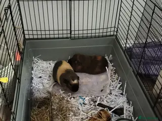 Guinea Pig rodents 2 male guinnea pigs in need of rehoming urgently in High Wycombe - Advert 8