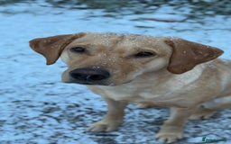 Mixed Breed dogs for sale: Whippet X Labrador Pups ~ Lurchers - Image 3