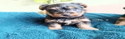 Yorkshire Terrier dogs for sale: Yorkshire terrier puppies  in Mansfield - Advert 5