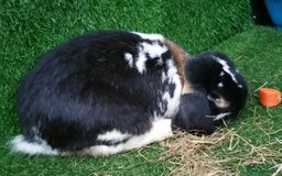 French Lop rabbits for sale: Adult Giant French Lop Buck - RETIREMENT HOME :)  - Image 4