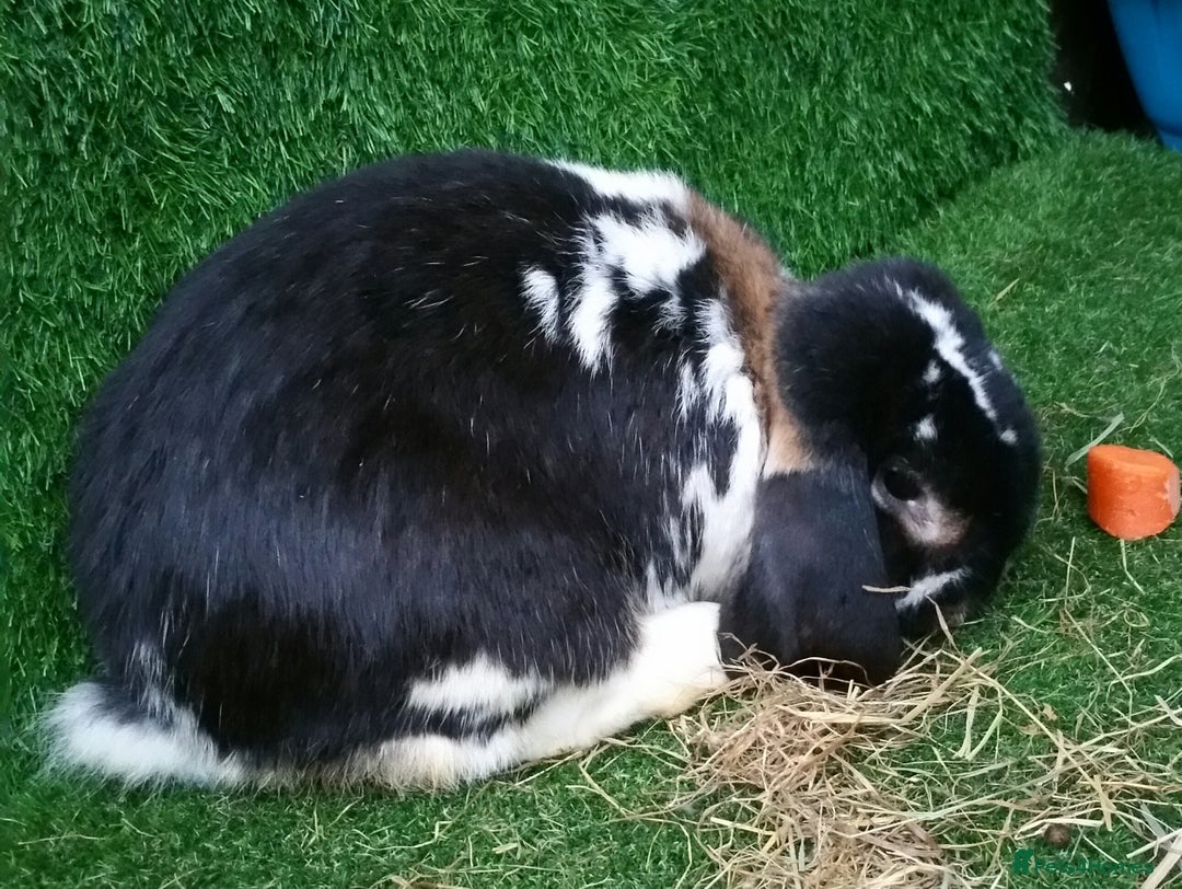 French Lop rabbits for sale: Adult Giant French Lop Buck - RETIREMENT HOME :)  - Image 4