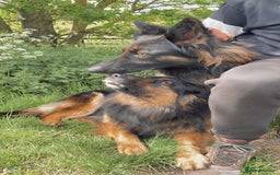 German Shepherd dogs for sale: beautiful long haired working german shepards - Image 13