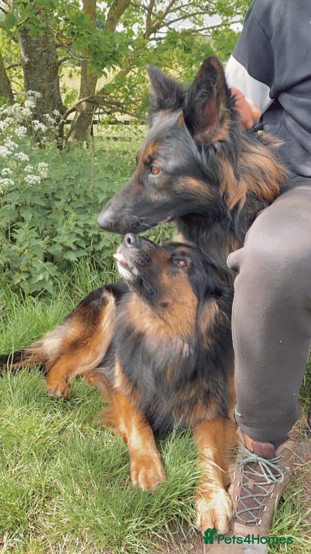 German Shepherd dogs for sale: beautiful long haired working german shepards - Image 13