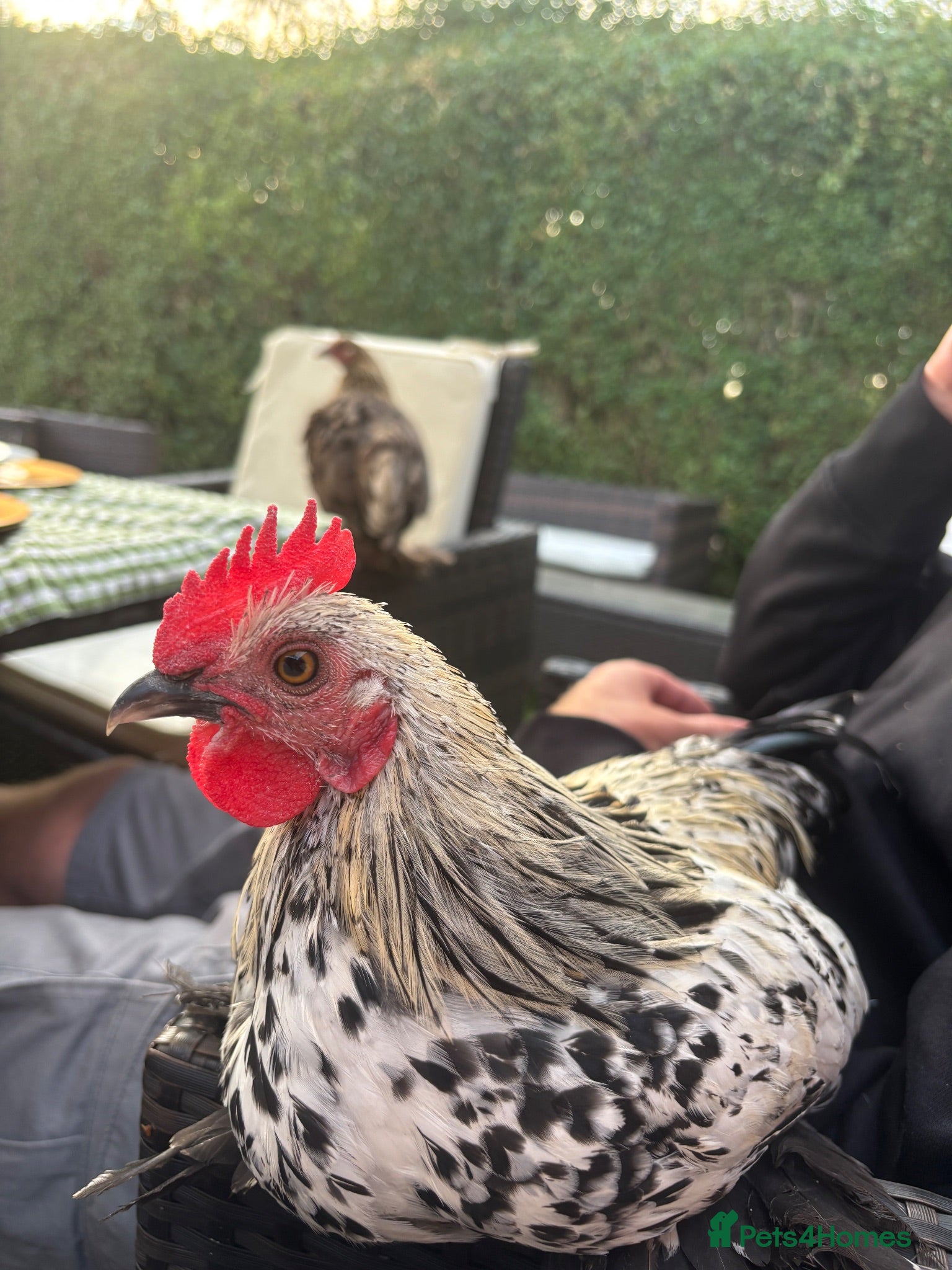 Chickens poultry 5 month old Roosters/Cockerels  - Advert 12