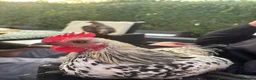 Chickens poultry for sale: 5 month old Roosters/Cockerels  - Advert 1