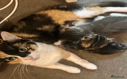 Mixed Breed cats for sale: 4 female kittens  - Image 3