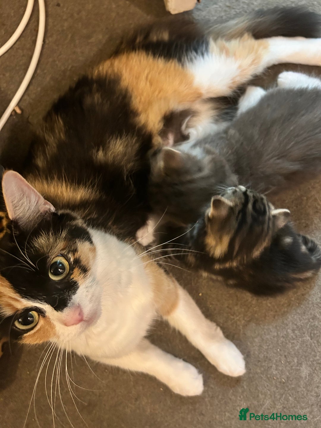 Mixed Breed cats for sale: 4 female kittens  - Image 3