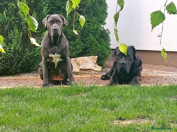Cane Corso dogs FOR STUD - purebred Cane Corso Italiano - Advert 1