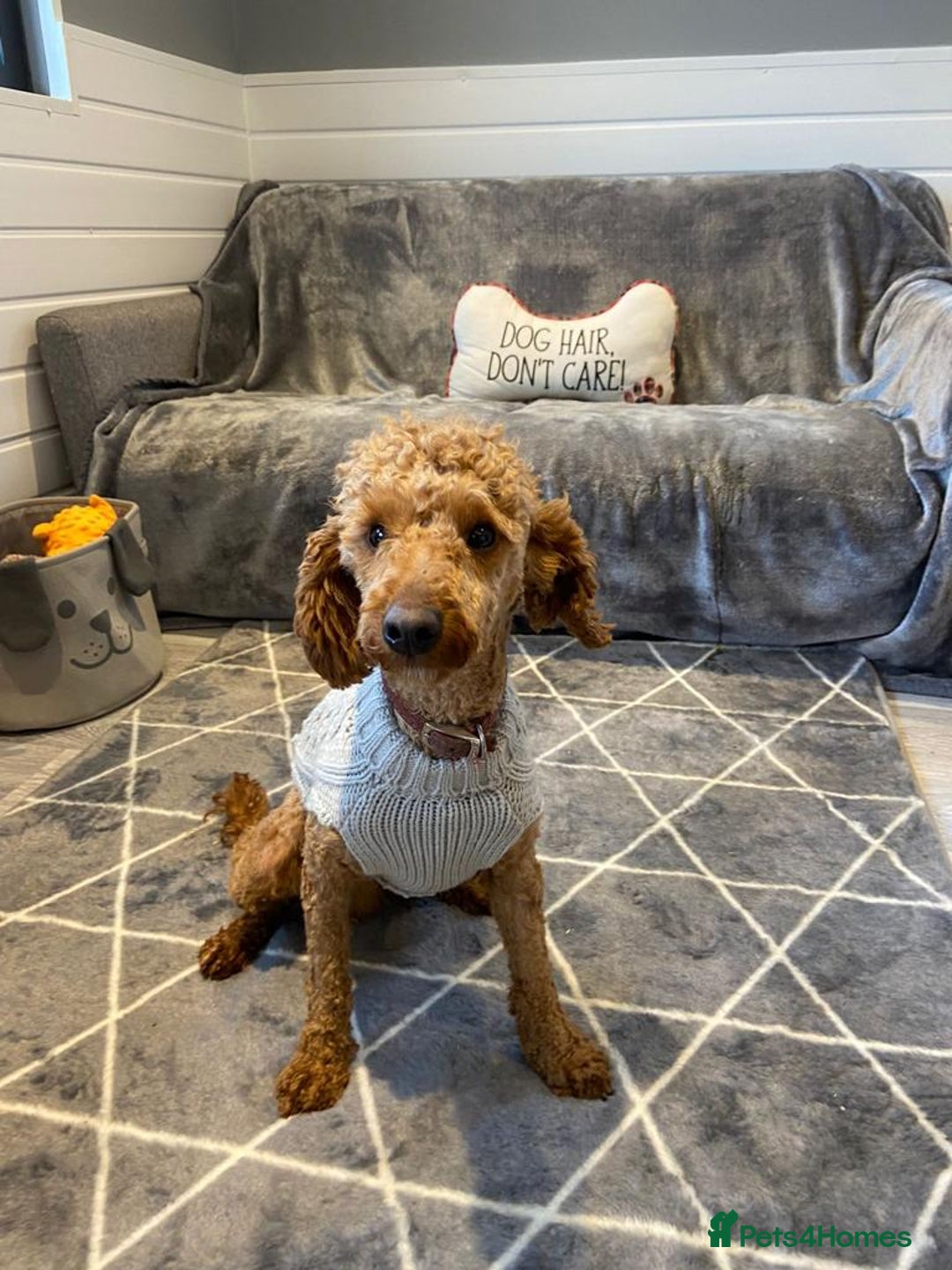 Cockapoo dogs for sale: 🐶Stunning F1 Cockapoos, Licensed Breeder🐾 - Advert 20