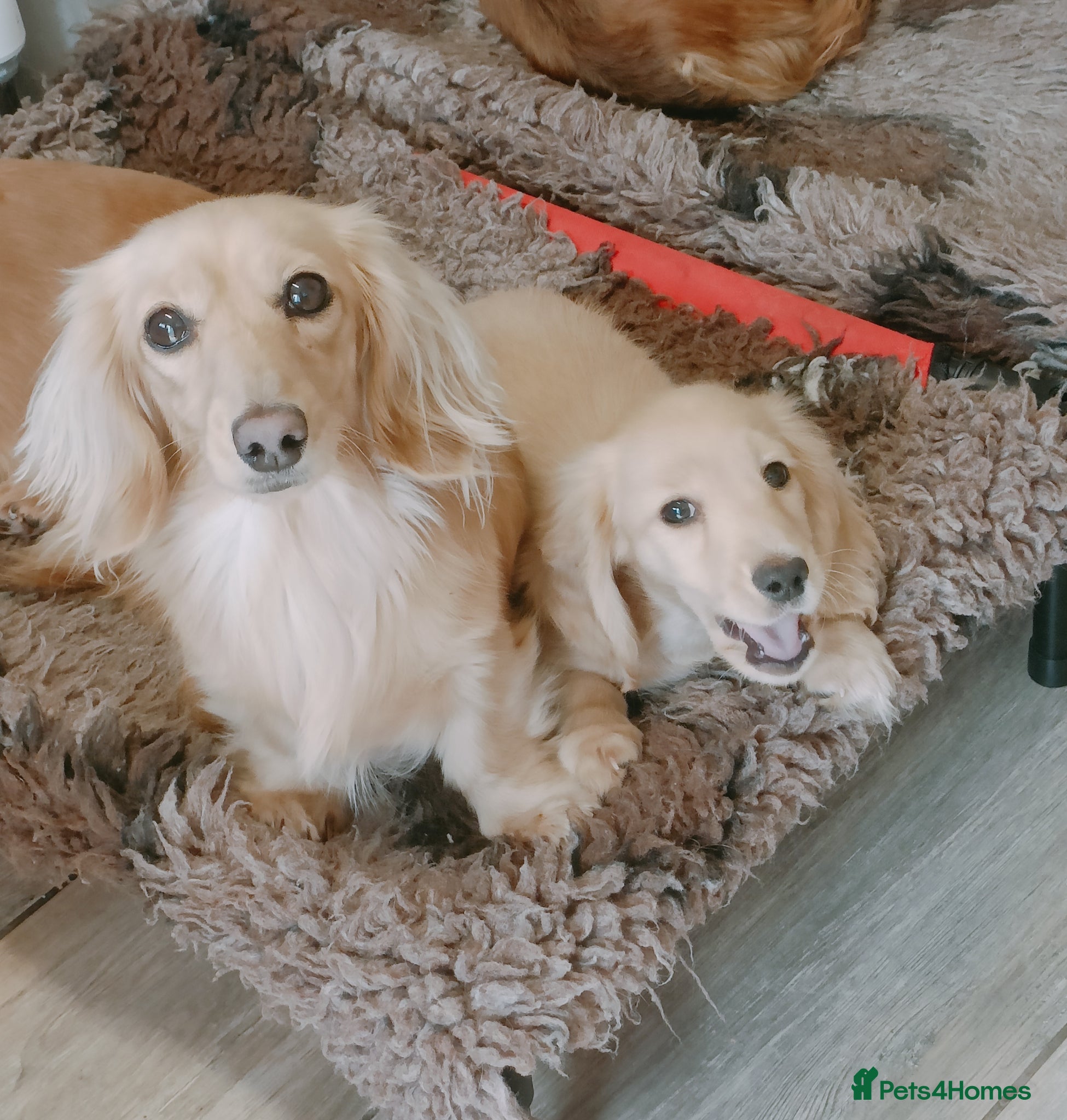 Miniature Dachshund dogs LAST BOY Exceptional Kc reg long haired cream  - Advert 2