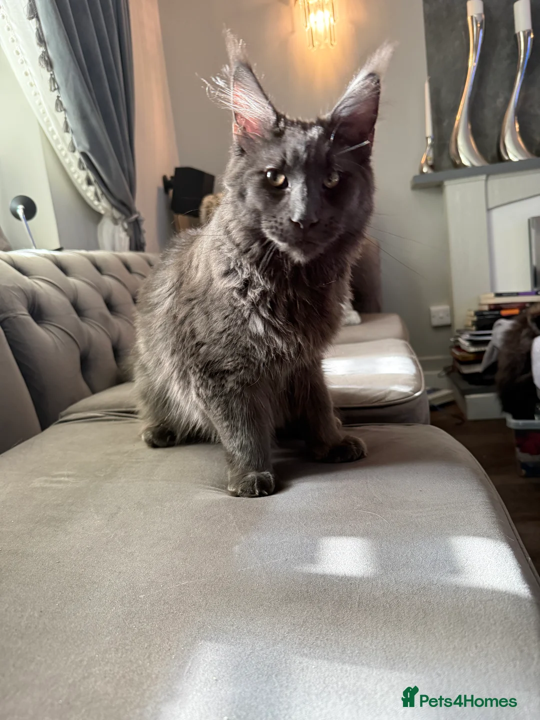 Maine Coon cats for sale:  Maine Coon Kittens Looking for Loving Homes 🐾 - Advert 9