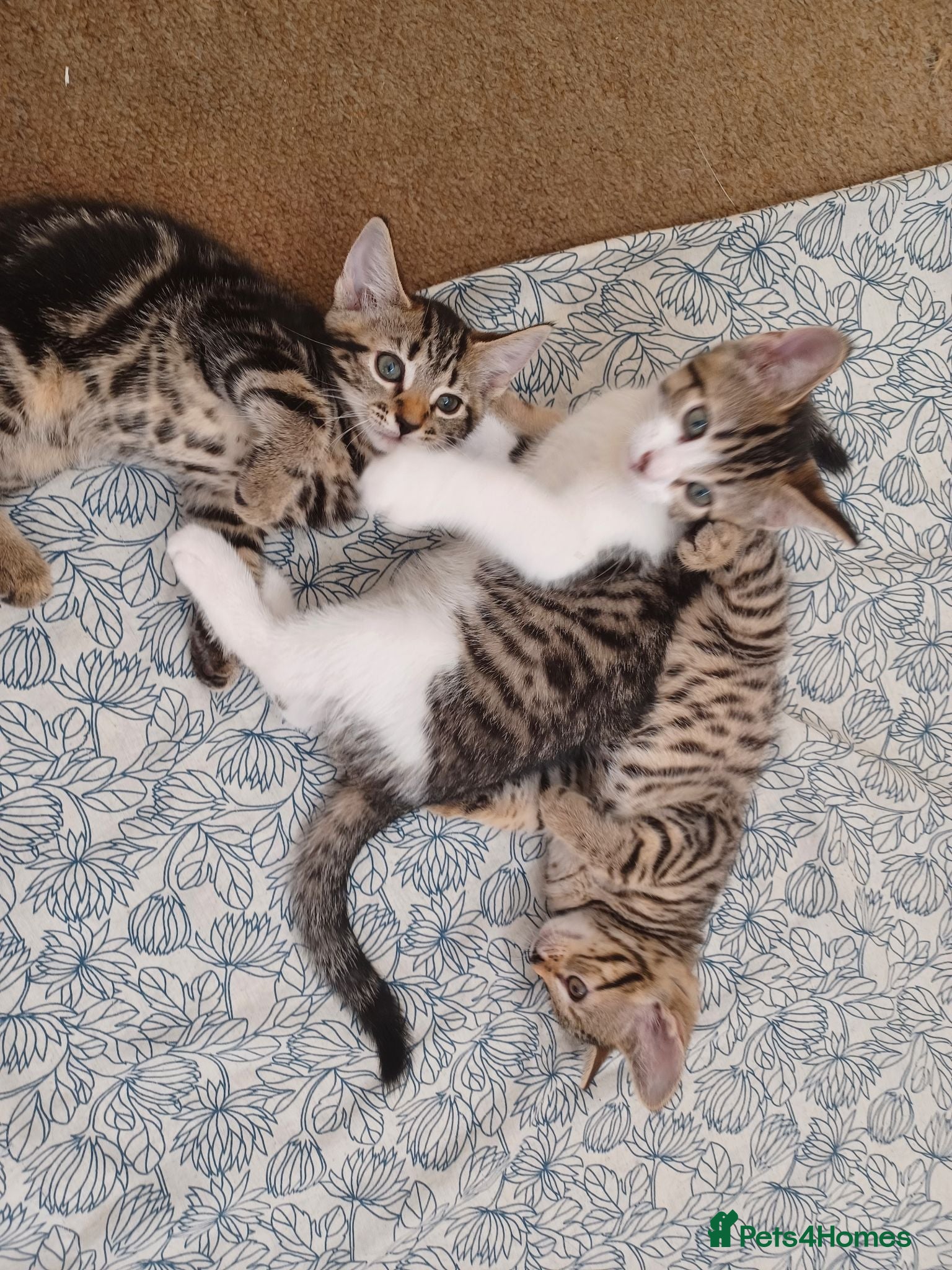 Mixed Breed cats Gorgeous Toyger Tabbies for Sale  - Advert 5
