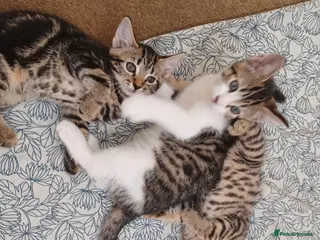 Mixed Breed cats Gorgeous Toyger Tabbies for Sale - Advert 5