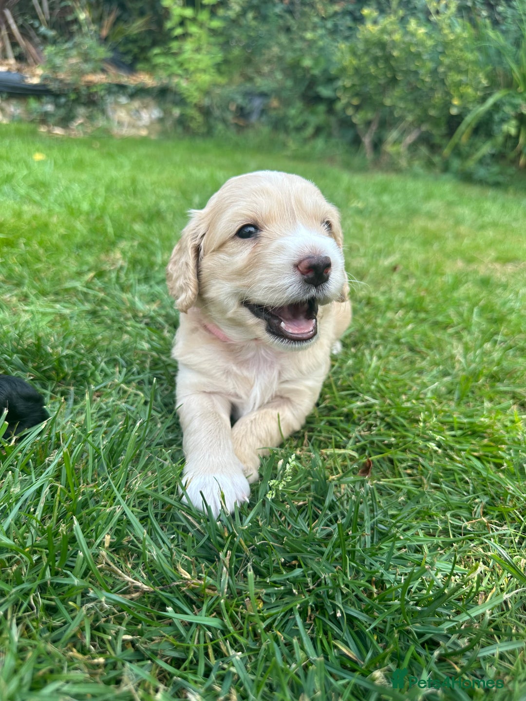 Cockapoo dogs for sale: Cockapoo puppies - Image 5