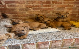 Lakeland Terrier dogs for sale:  red Lakeland terrier female for sale  - Advert 5
