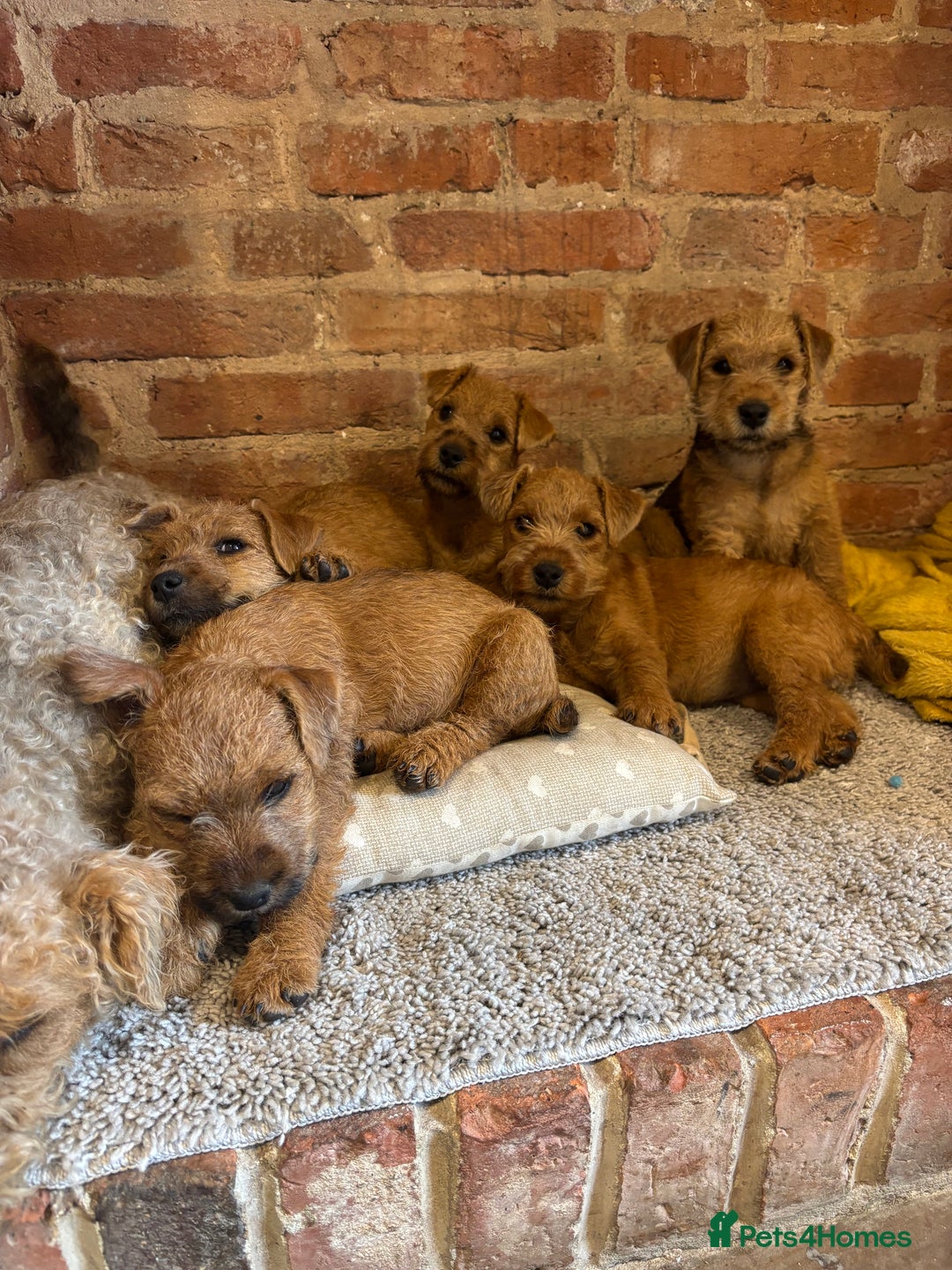 Lakeland Terrier dogs for sale:  red Lakeland terrier female for sale  - Advert 5