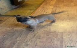 Mixed Breed dogs for sale: Belgium shepherd cross German shepherd puppies  in Trowbridge - Image 3