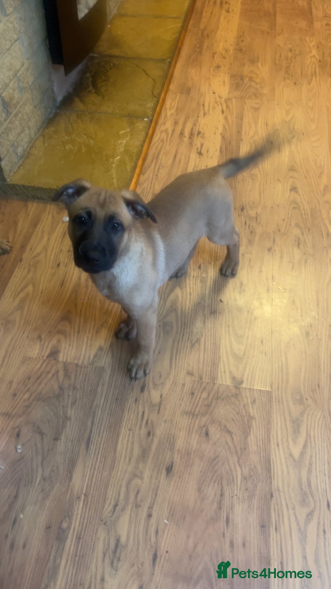 Mixed Breed dogs for sale: Belgium shepherd cross German shepherd puppies  in Trowbridge - Image 3