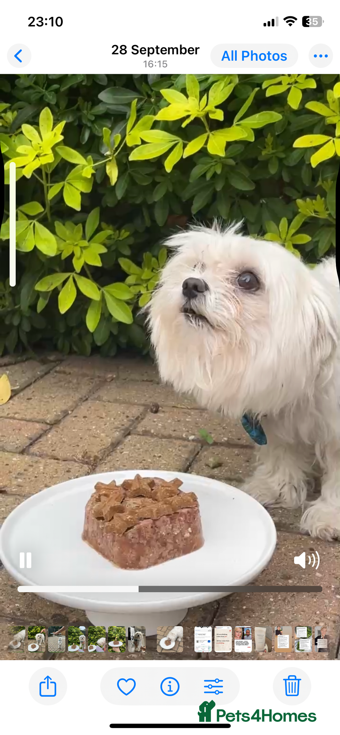 Maltese dogs for stud: Mrs Bubble - Advert 1