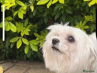 Maltese dogs Mrs Bubble - Advert 10