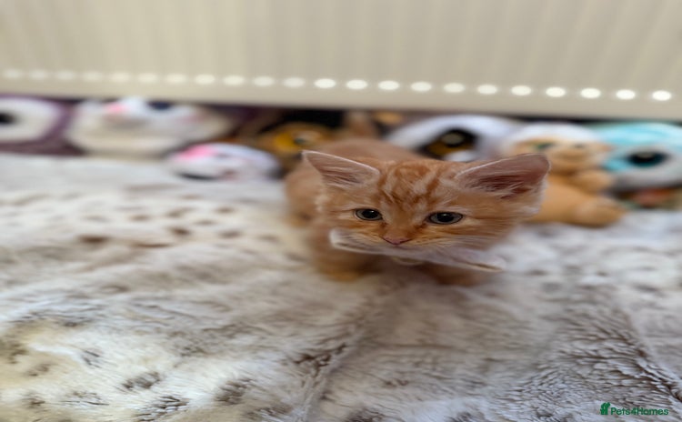 Siberian cats - Advert 1
