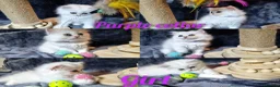 British Longhair cats for sale: Black silver shaded kitten - Advert 19
