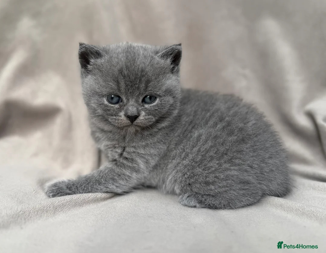 British Shorthair cats for sale: **LAST GIRL** British shorthair kitten - Advert 30