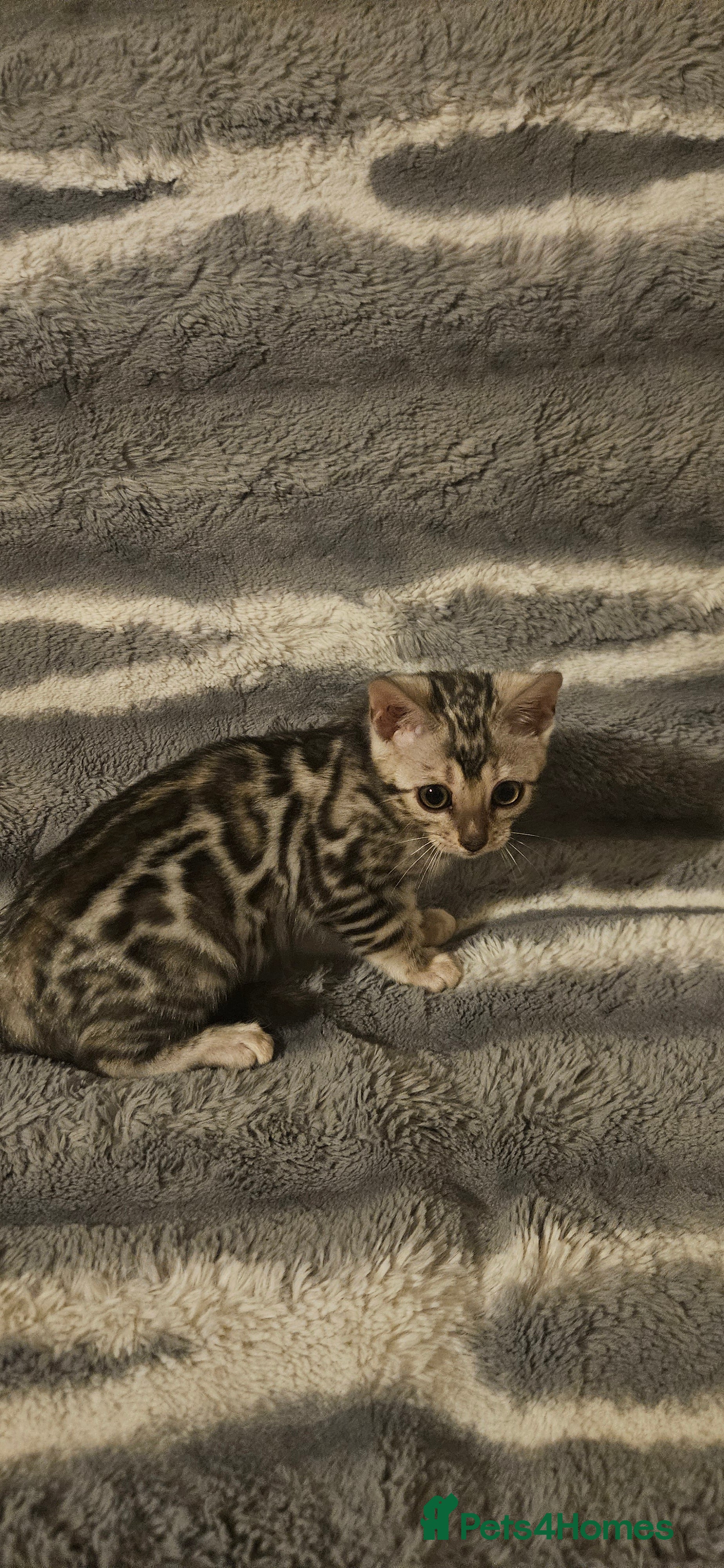 Bengal cats Last Bengal girl - Advert 1