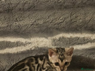 Bengal cats Last Bengal girl - Advert 3