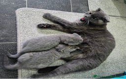 Scottish Fold cats for sale: Scottish fold girl - Image 7