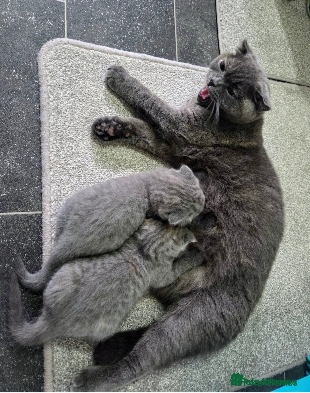 Scottish Fold cats for sale: Scottish fold girl - Image 7