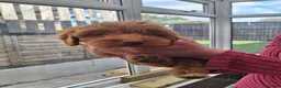 Cockapoo dogs for sale: ** BEAUTIFUL LITTER OF COCKAPOO PUPPIES ** - Advert 20