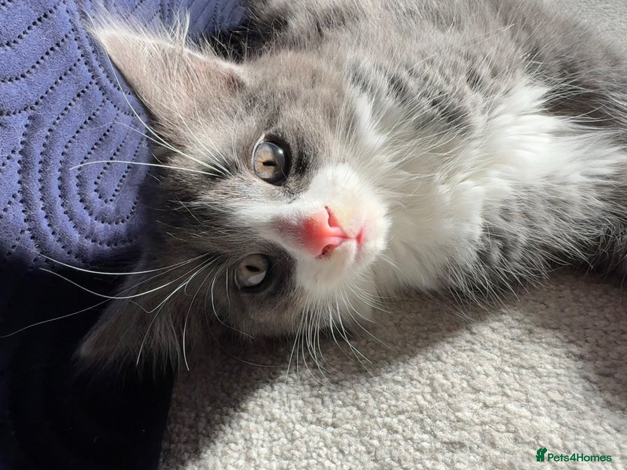 Norwegian Forest Cat cats Last kitten available- Beautiful Norwegian Mix Boy - Advert 13