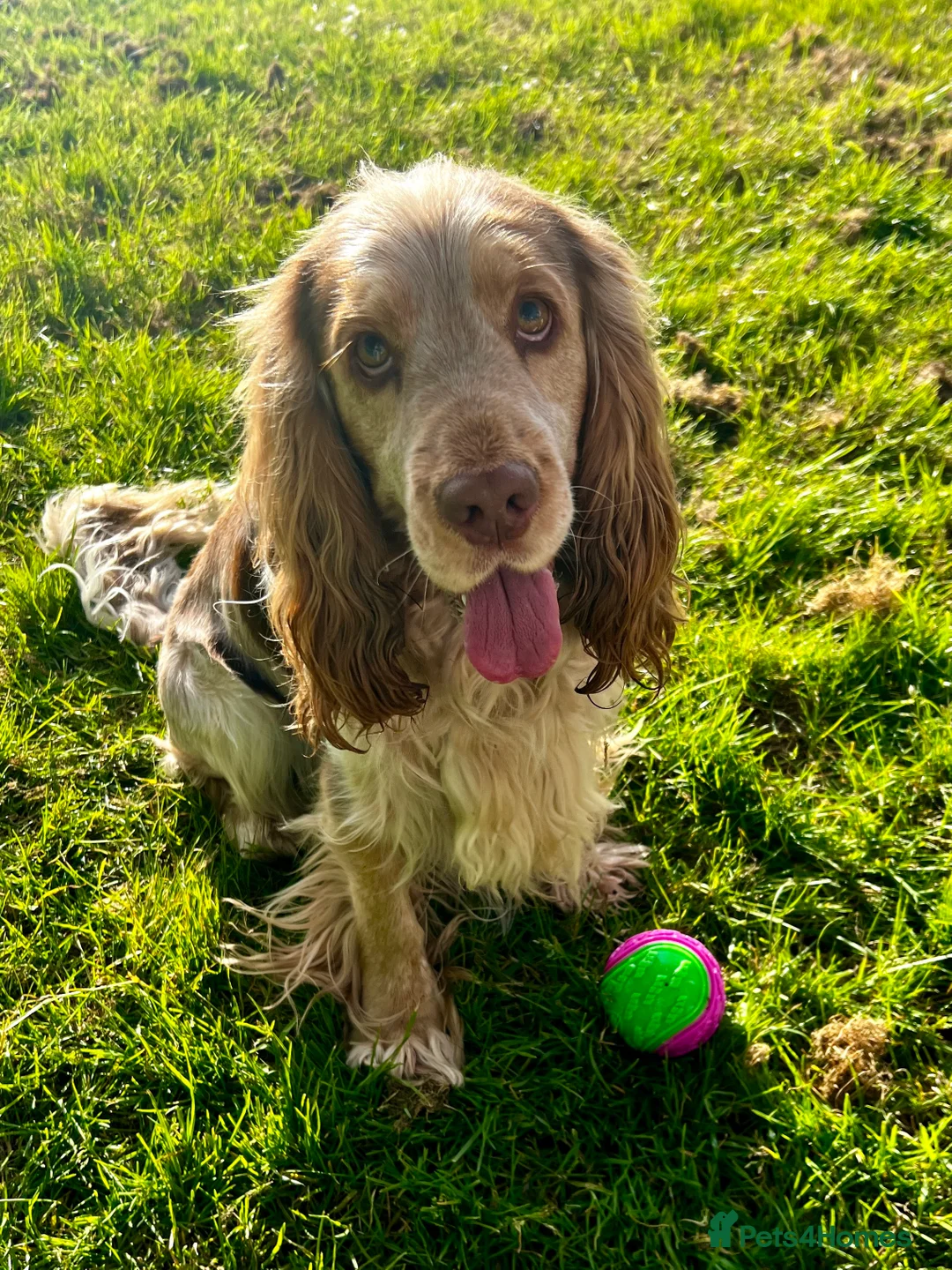 Cocker Spaniel dogs for stud: Proven Track Record Cocker Spaniel Stud - Advert 12