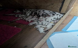 Dalmatian dogs for sale: 9 week old Dalmatian puppies available  - Advert 12