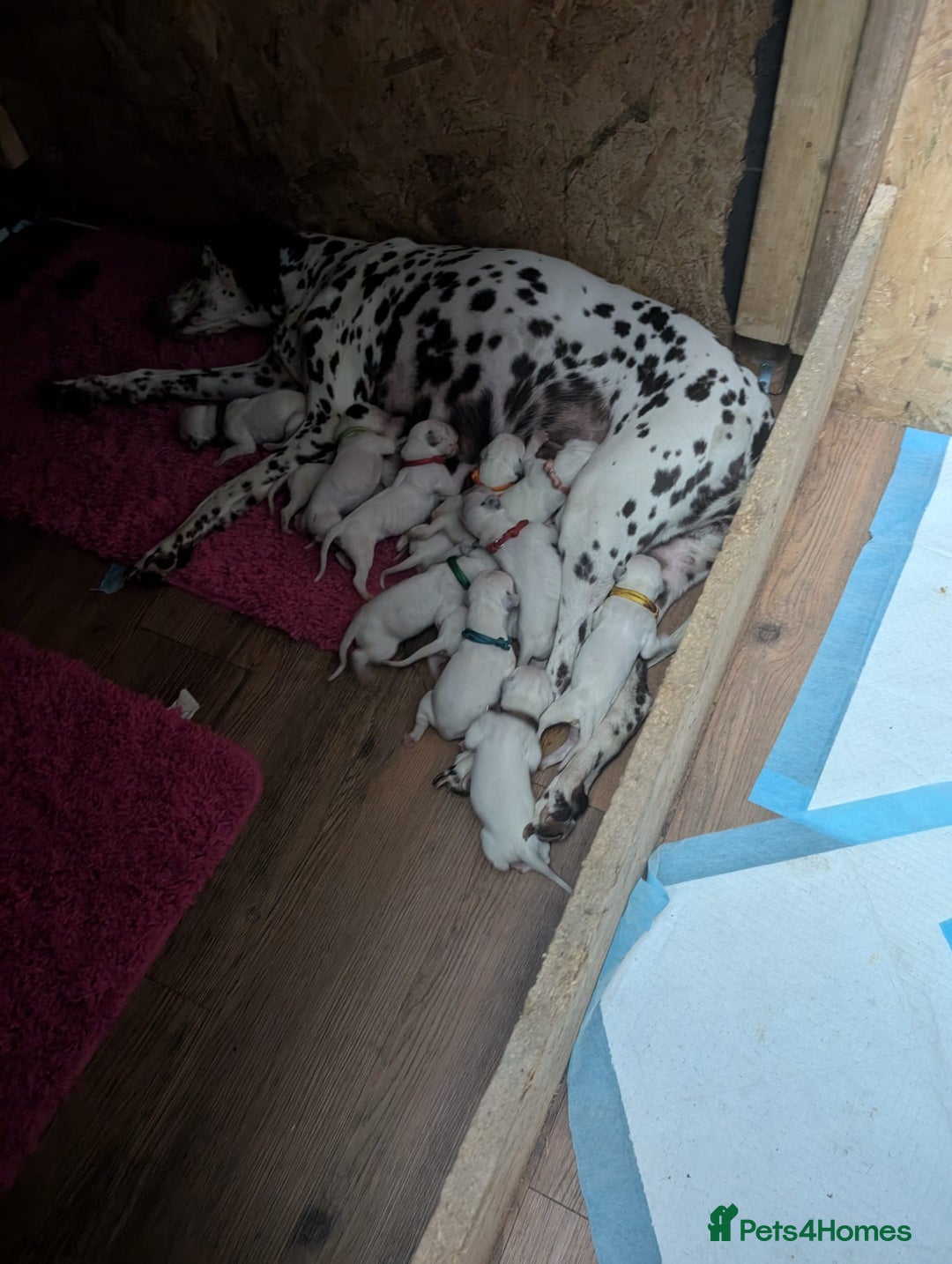 Dalmatian dogs for sale: 9 week old Dalmatian puppies available  - Advert 12