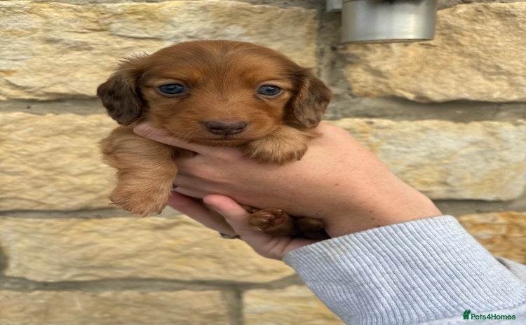 Miniature Dachshund dogs - Advert 3