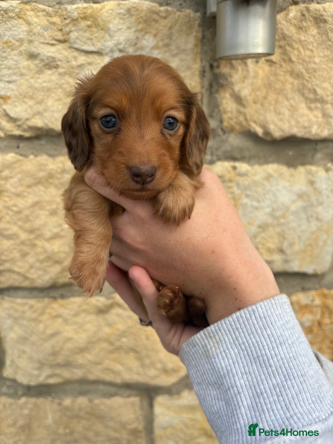 Miniature Dachshund dogs for sale: Gorgeous Long &short haired mini dachshund puppies - Image 5