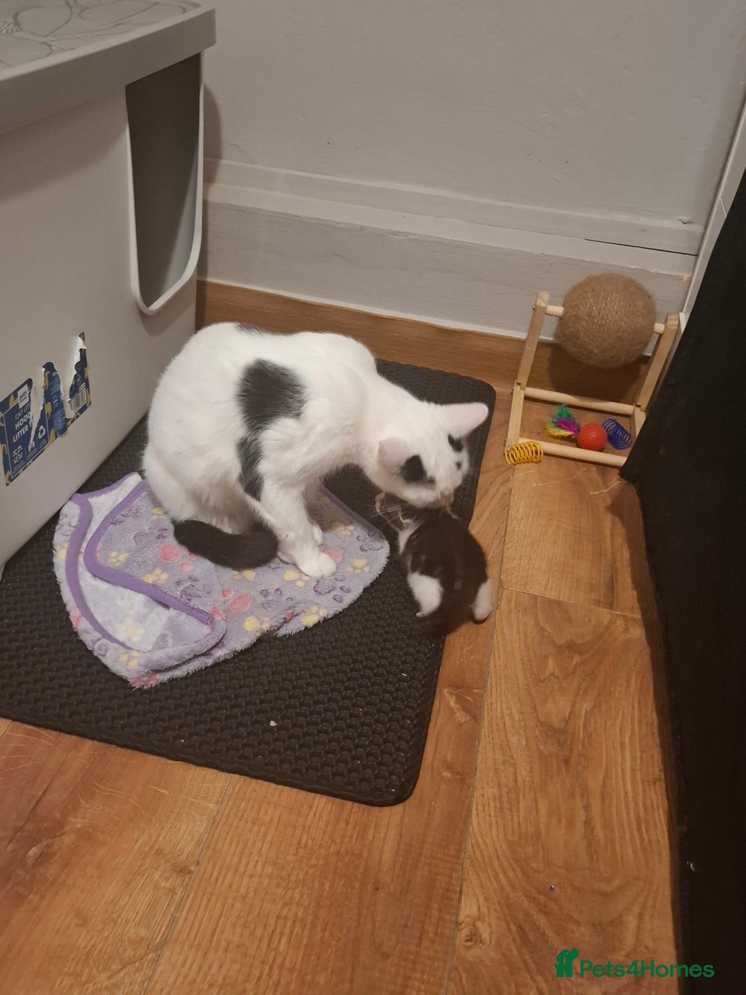 Mixed Breed cats for sale: Single kitten  - Advert 3