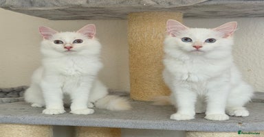 Ragdoll cats - Advert 16