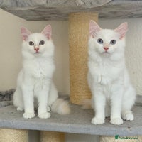 Ragdoll cats - Advert 10