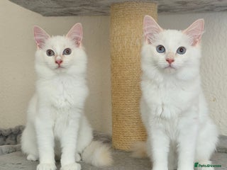 Ragdoll cats 2 Boys Left - Lap Cats, Cuddly, Affectionate - Advert 3