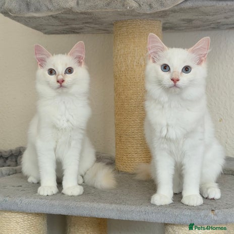 Ragdoll cats 2 Boys Left - Lap Cats, Cuddly, Affectionate - Advert 9