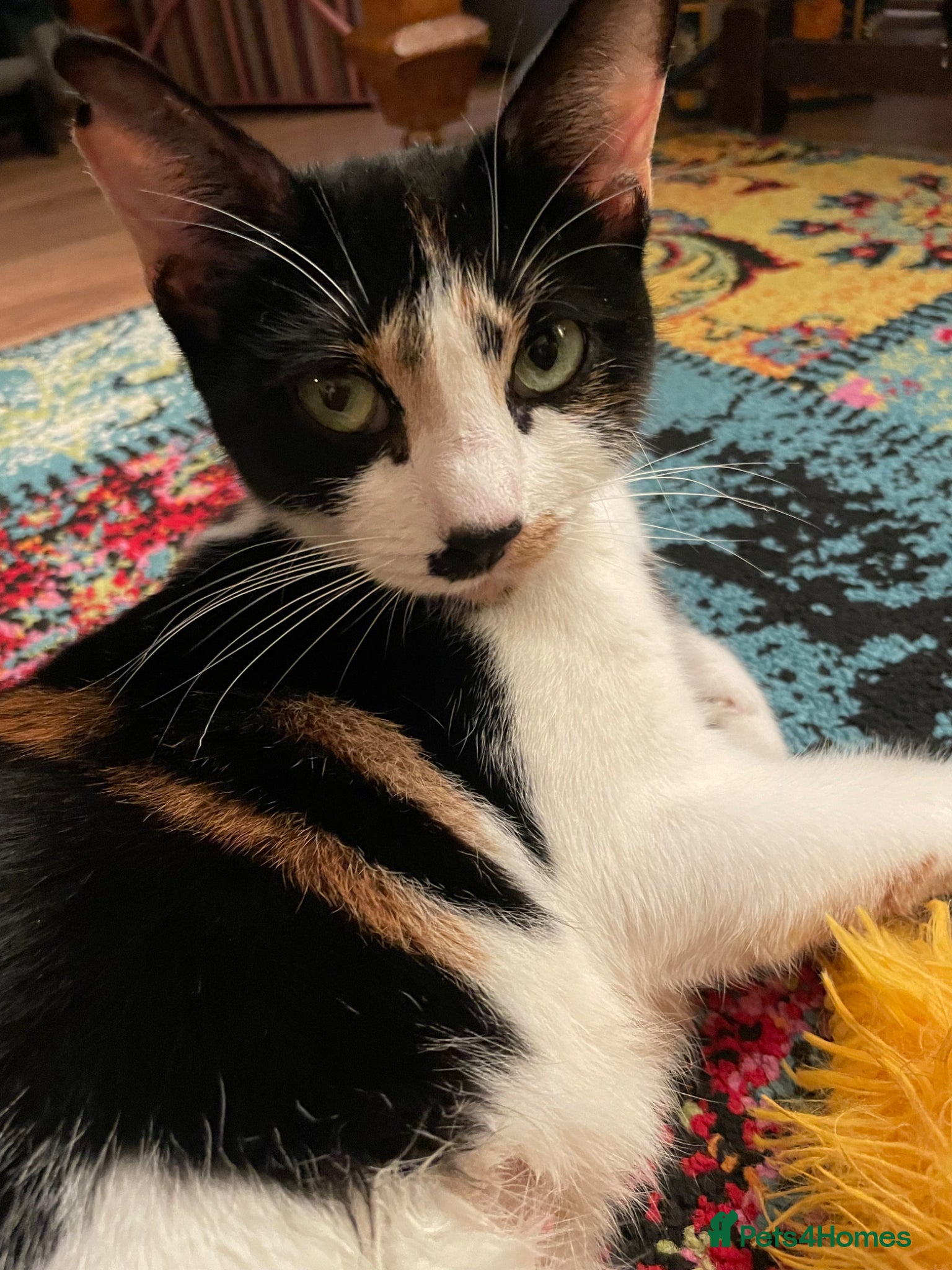 Mixed Breed cats for sale: Healthy kittens for sale  - Advert 17
