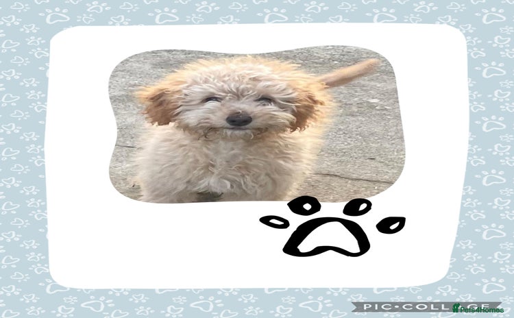 Cockapoo dogs - Advert 8