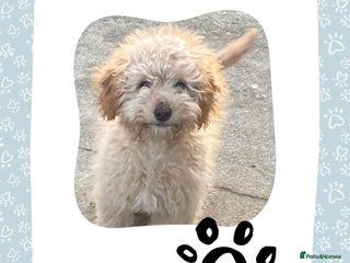 Cockapoo dogs - Advert 14