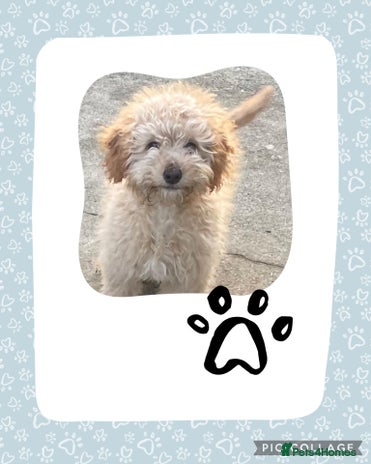 Cockapoo dogs - Advert 8