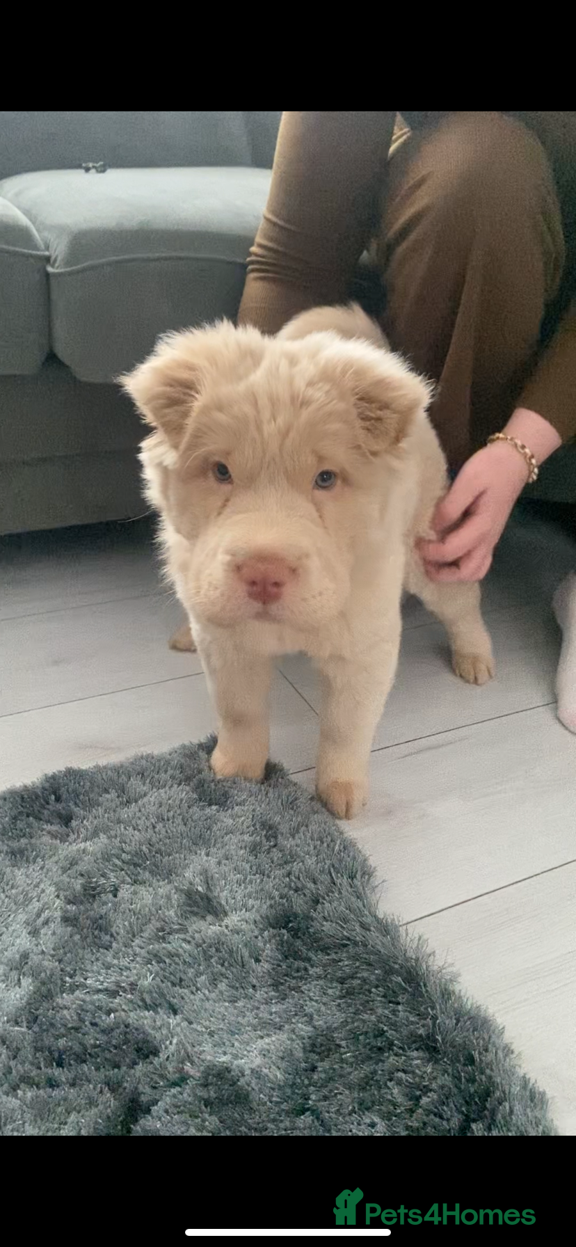 Shar Pei dogs for sale: 🐾 Cream Bear Coat Shar Pei Girl – Blue Eyes 💎🐶 - Advert 1
